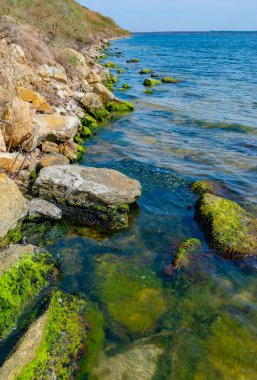 Kıyıya yakın taşlar, Ukrayna, Tiligul 'da Mytilaster yumuşakçaları ve Enteromorpha yeşil yosunlarıyla kaplanmış.