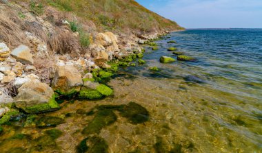 Kıyıya yakın taşlar, Ukrayna, Tiligul 'da Mytilaster yumuşakçaları ve Enteromorpha yeşil yosunlarıyla kaplanmış.