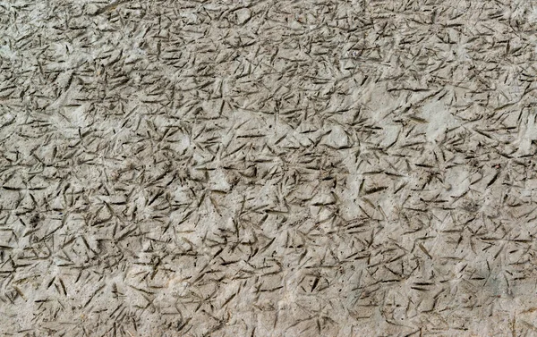 Сліди Водоплавних Птахів Болотистому Березі Низькому Припливі Естуарії Тілігул — стокове фото