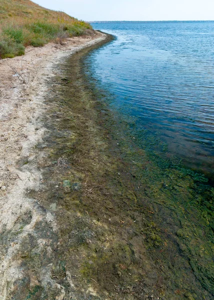 蒂里古尔河河口浅水区岩石上的绿藻和红藻以及低潮时的海岸上的绿藻 — 图库照片