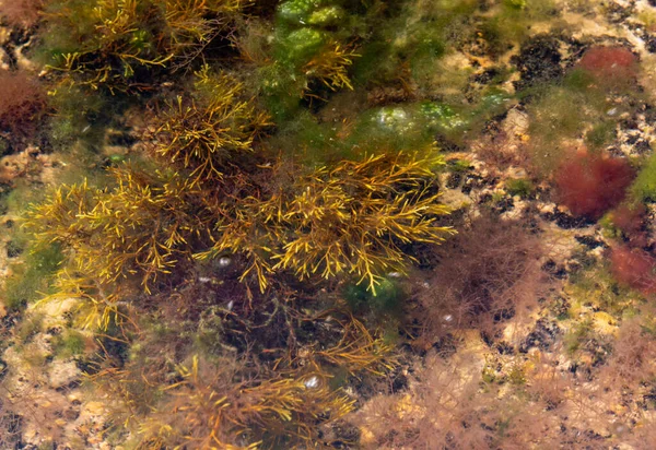 Algas Verdes Rojas Sobre Rocas Aguas Poco Profundas Cerca Orilla —  Fotos de Stock