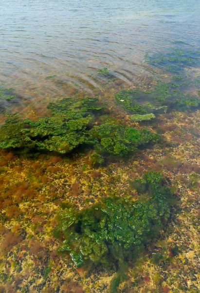 Green and red algae on rocks in shallow water near the shore in the Tiligul Estuary