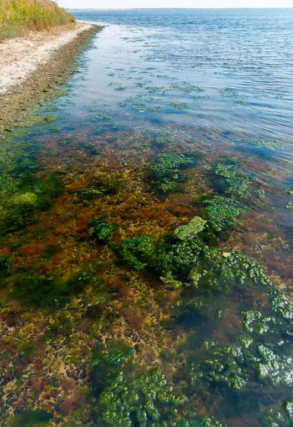 근처에 우크라 강어귀에 미틸라 연체동물 소몰로아 조류로 뒤덮여 — 스톡 사진