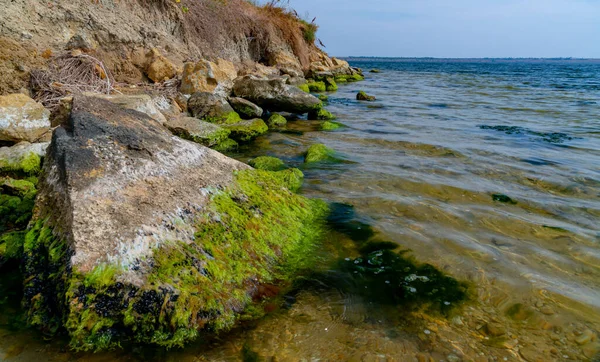 Piedras Cerca Orilla Cubiertas Moluscos Mytilaster Algas Verdes Enteromorpha Estuario — Foto de Stock