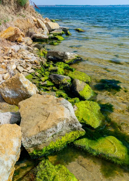 Ufernahe Steine Überwachsen Mit Mytilaster Weichtieren Und Enteromorpha Grünalgen Der — Stockfoto