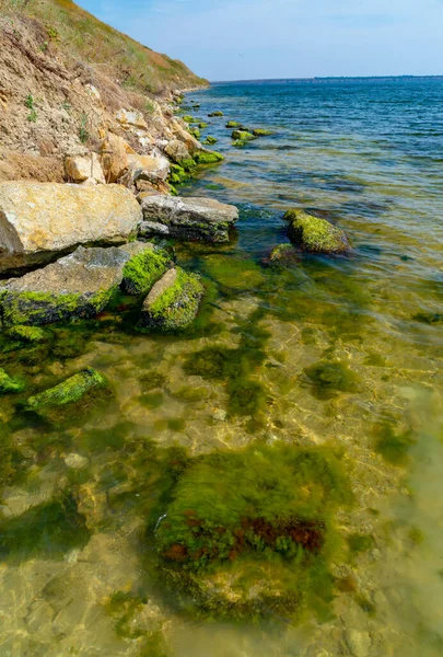 Ufernahe Steine Überwachsen Mit Mytilaster Weichtieren Und Enteromorpha Grünalgen Der — Stockfoto