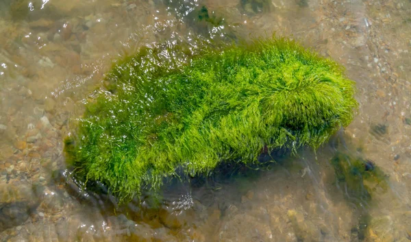 Coastal Stones Overgrown Green Algae Enteromorpha Tiligul Estuary Ukraine — Stock Photo, Image