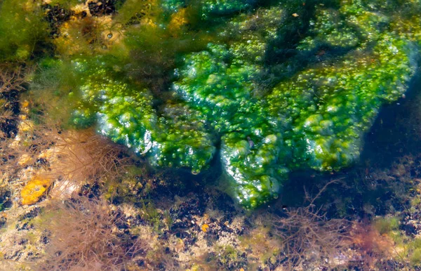 stock image Coastal stones overgrown with green algae Enteromorpha in Tiligul estuary, Ukraine