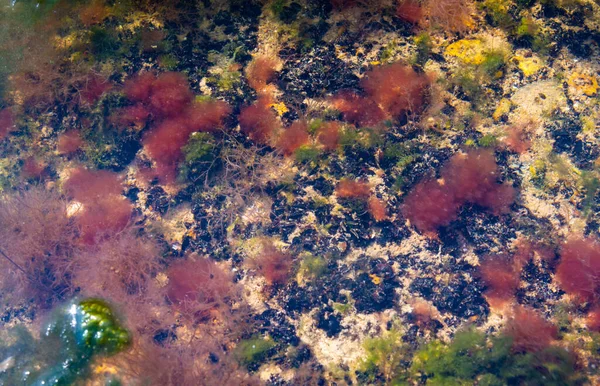 Algas Verdes Rojas Sobre Rocas Aguas Poco Profundas Cerca Orilla —  Fotos de Stock