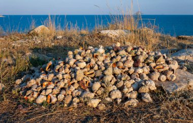 Kırım kıyısında büyük bir Rapana venosa kabuğu yığını.