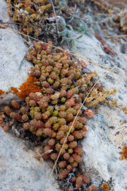Goldmoss Taş Rop, Yosunlu Taş Rop, Altın Yosun Sedum Dönümü Kırım kıyısındaki bir taşta yetişir.