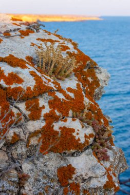 Orange and gray lichens on coastal limestone stones and rocks in Crimea, Tarkhankut