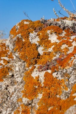 Orange and gray lichens on coastal limestone stones and rocks in Crimea, Tarkhankut