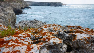 Orange and gray lichens on coastal limestone stones and rocks in Crimea, Tarkhankut