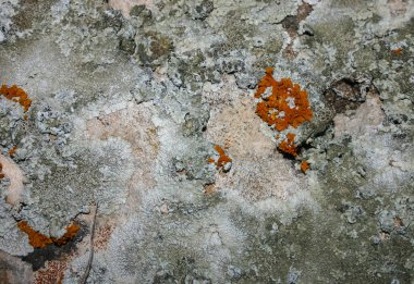 Orange and gray lichens on coastal limestone stones and rocks in Crimea, Tarkhankut