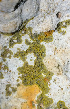 Orange and gray lichens on coastal limestone stones and rocks in Crimea, Tarkhankut