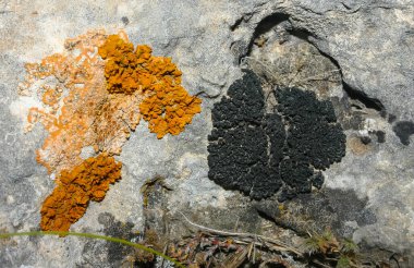 Orange and gray lichens on coastal limestone stones and rocks in Crimea, Tarkhankut