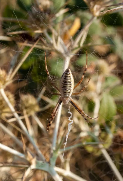 草の上のウェブの中央にある大きなクモ アルギペブルネニチ スズメバチ クリミア — ストック写真