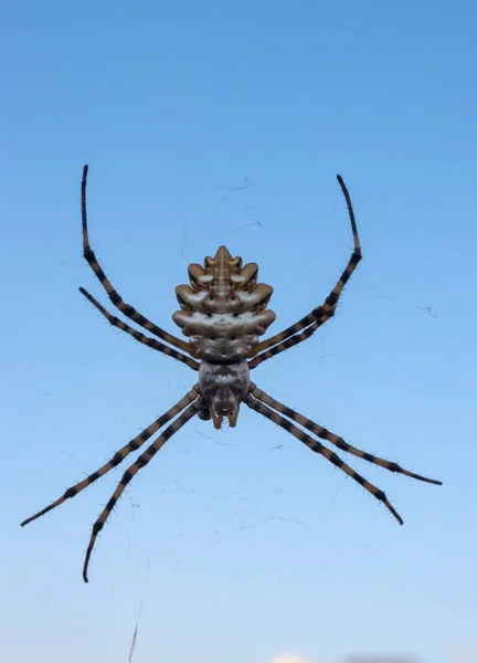 大型蜘蛛 Argiope Lobata Araneidae 在网上 Krimea — 图库照片