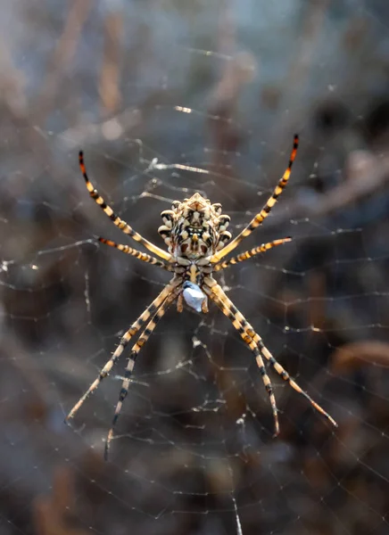 Obrovský Pavouk Argiope Lobata Araneidae Pavučině Krimea — Stock fotografie