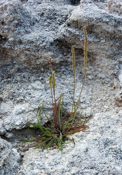 克里米亚 塔尔汉库特海岸的一块石头上 长出了一条裂缝 草木生长在裂缝中 — 图库照片