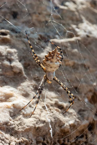 Araña Enorme Argiope Lobata Araneidae Tela Krimea —  Fotos de Stock