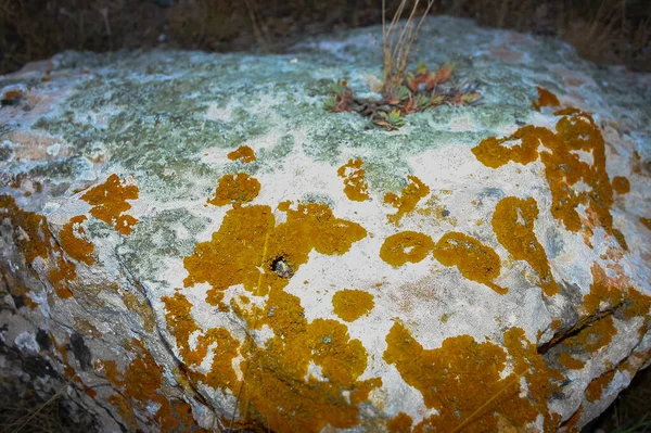 Laranja Líquenes Cinzentos Pedras Calcárias Costeiras Rochas Crimeia Tarkhankut — Fotografia de Stock