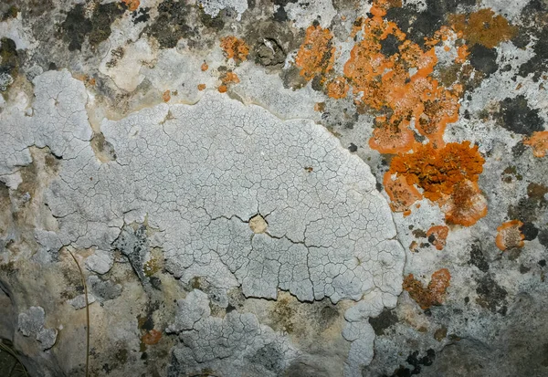 Orange Gray Lichens Coastal Limestone Stones Rocks Crimea Tarkhankut — Fotografia de Stock