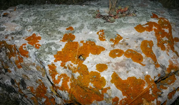 Orangefarbene Und Graue Flechten Auf Kalksteinen Und Felsen Der Küste — Stockfoto