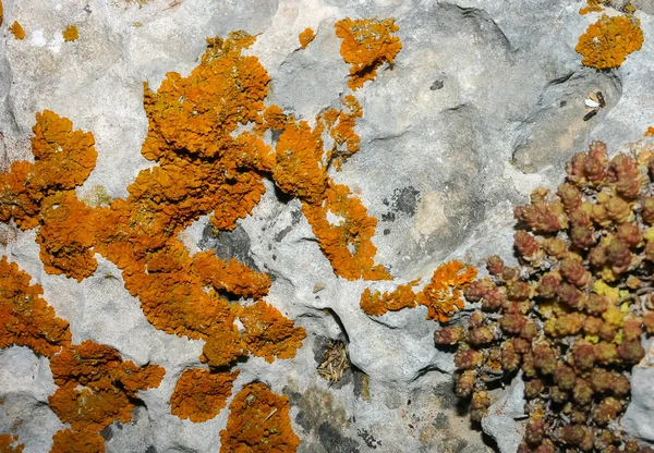 Оранжевые Серые Лишайники Прибрежных Известняковых Камнях Скалах Крыма Тарханкут — стоковое фото