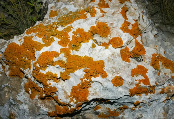 克里米亚Tarkhankut沿海石灰石和岩石上的橙色和灰色地衣 — 图库照片