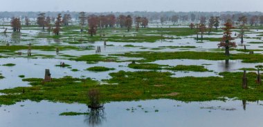 Bataklık manzarası, selvi ağaçları sudan, Louisiana, Usa