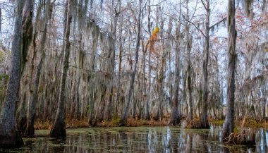 New Orleans, Louisiana 'da ağaçtan sarkan İspanyol yosunu.