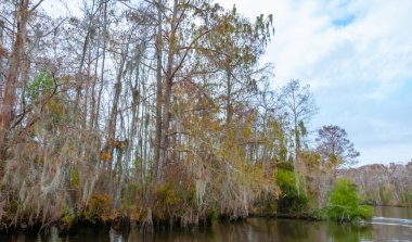 New Orleans, Louisiana 'da ağaçtan sarkan İspanyol yosunu.