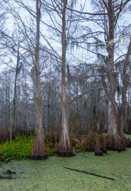 New Orleans, Louisiana 'da ağaçtan sarkan İspanyol yosunu.