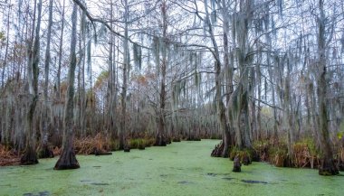 New Orleans, Louisiana 'da ağaçtan sarkan İspanyol yosunu.