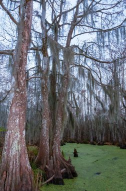 New Orleans, Louisiana 'da ağaçtan sarkan İspanyol yosunu.