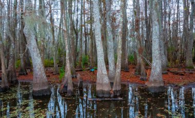 Bataklıktaki kel selvi ağaçlarının dibi, Cypress bataklığı, Louisiana, ABD