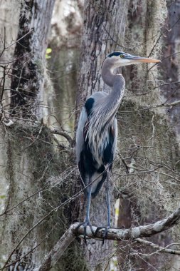 Usa kuşları. Gece Balıkçıl uzun bacaklı kuş yeşil bitkiler, ağaçlar, bataklık, Louisiana, Usa
