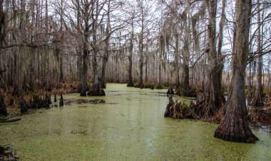 New Orleans, Louisiana 'da ağaçtan sarkan İspanyol yosunu.