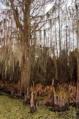 New Orleans, Louisiana 'da ağaçtan sarkan İspanyol yosunu.