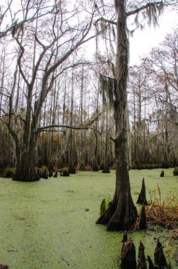 New Orleans, Louisiana 'da ağaçtan sarkan İspanyol yosunu.