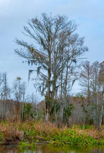Musgo Espanhol Pendurado Árvore Nova Orleães Louisiana — Fotografia de Stock