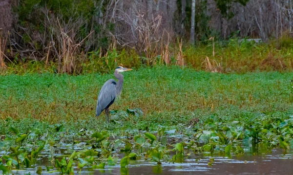 Vögel Usa Nachtreiher Langbeinig Vogel Grünen Pflanzen Bäumen Sumpf Louisiana — Stockfoto