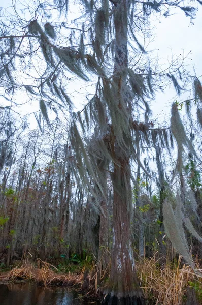 路易斯安那州新奥尔良的树上挂着西班牙苔藓 — 图库照片