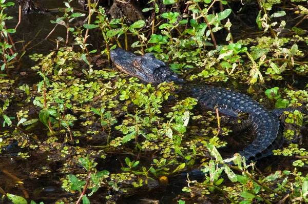 路易斯安那州河口沼泽地里的野生美洲鳄鱼 — 图库照片