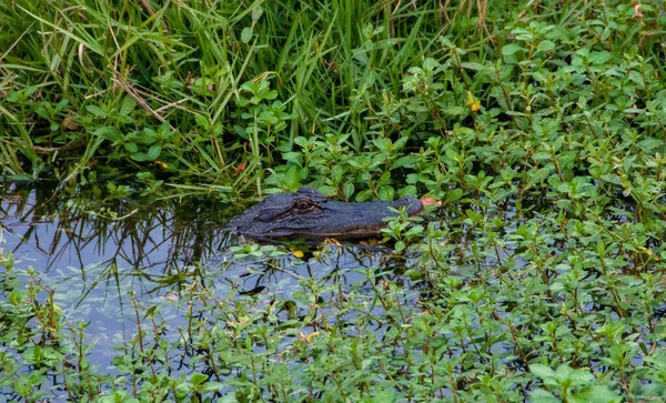 Wilder Amerikanischer Alligator Einem Sumpf Der Louisiana Bayou — Stockfoto