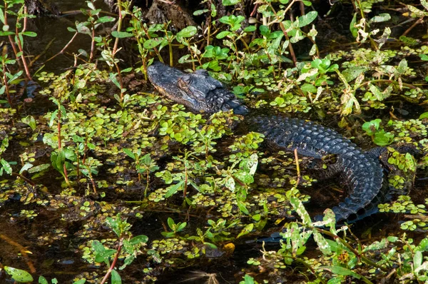 路易斯安那州河口沼泽地里的野生美洲鳄鱼 — 图库照片