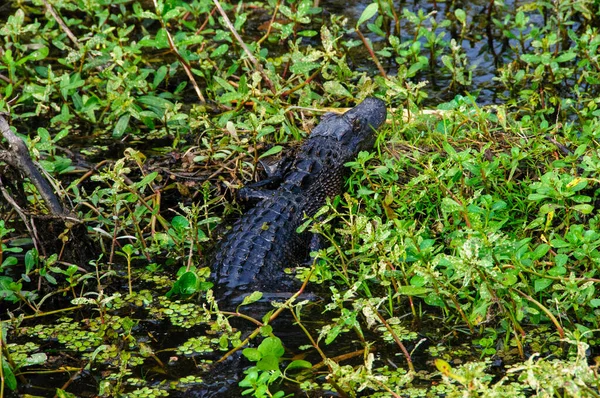 Wild American Alligator Een Moeras Louisiana Bayou — Stockfoto
