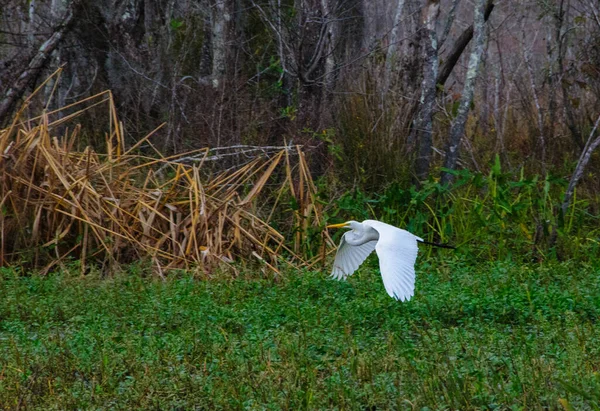 Ptáci Usa Velký Bílý Pták Lítá Nad Bažinatou Vegetací Louisianu — Stock fotografie